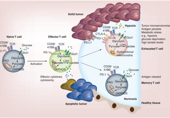 T Cell Diagram